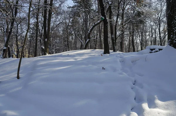 Escena de invierno magnética de bosque cubierto con nueva nieve en el parque —  Fotos de Stock