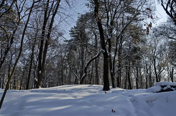 Escena de invierno magnética de bosque cubierto con nueva nieve en el parque —  Fotos de Stock