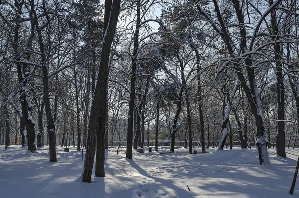 Magnetiska vinter scen av skogen täckt med ny snö i park — Stockfoto