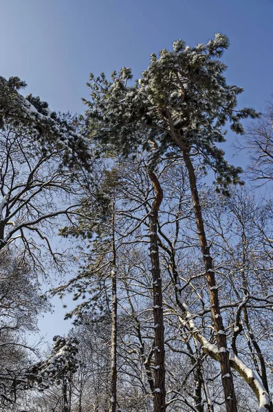 Parte superior de los árboles de grupo cubiertos de nieve en invierno bosque congelado —  Fotos de Stock