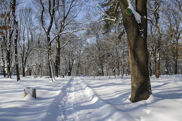 Schop onlangs winter lopen in park — Stockfoto