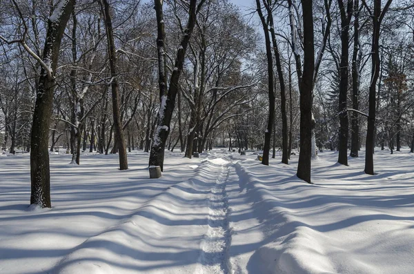 Skyffla nyligen vintern promenad i park — Stockfoto