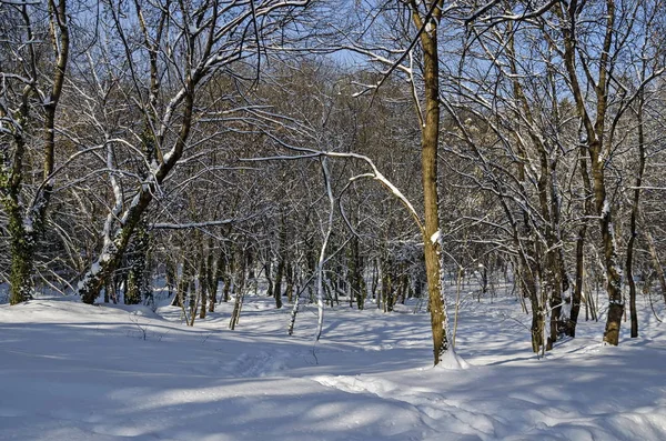 Magnetische winters tafereel van bos bedekt met nieuwe sneeuw in park — Stockfoto