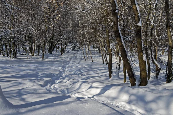 Magnetiska vinter scen av skogen täckt med ny snö i park — Stockfoto