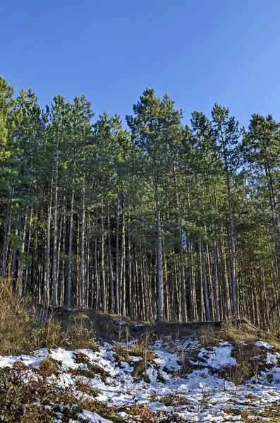 Winter sunlit forest pine-trees in Lozen mountain, Pancharevo — Stock Photo, Image