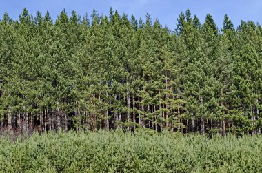 Güzellik görünümü ile eski ve yeni çam ormanda Vitosha mountain geç sonbahar