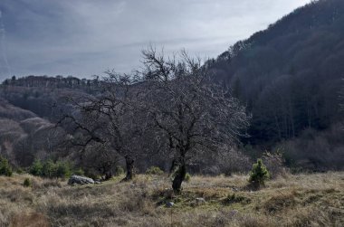 Tek yaprak döken ağaç ve geç sonbahar orman, Vitosha mountain