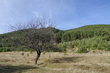Glade, Vitosha mountain ormanda önünde eski yabani Erik tek ağaç