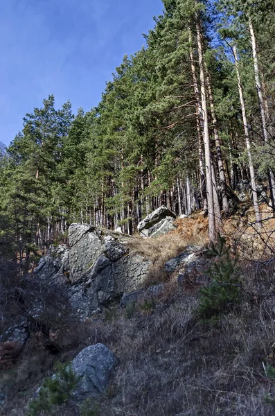 Sunlit forest pine-trees in Vitosha mountain — Stock Photo, Image