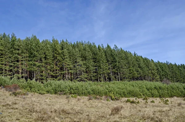 Régi és új fenyő erdő és a glade a késő őszi, a Vitosha hegy szépsége megtekintése — Stock Fotó