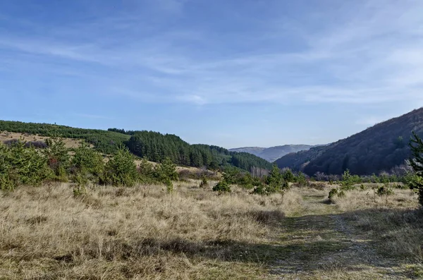 Panorama of glade and  late autumn forest in Vitosha mountain — Stock Photo, Image