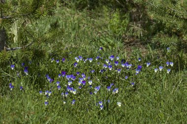 Tıbbi bitki vahşi hercai menekşe mor çiçekli Glade, Rila Dağı