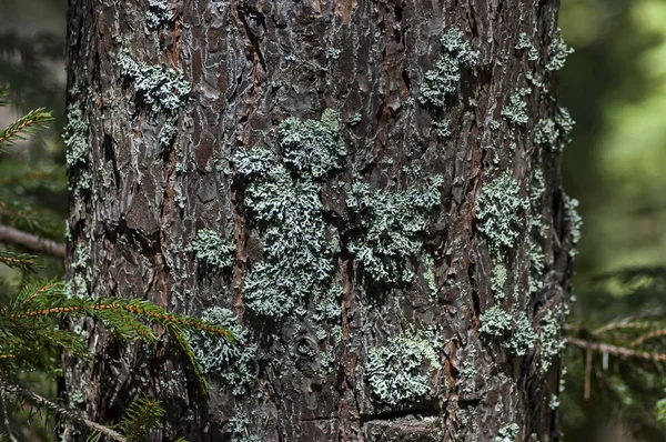 トランクの夏のシーンはリラ山の苔で覆われています。 — ストック写真