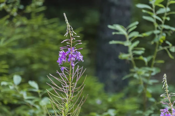 Wild grass of mountain purple flowers, Rila mountain