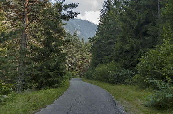 Green forest of Rila mountain and road in cloudy day — Stock Photo, Image