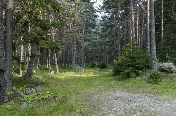 Rila 산에 햇볕에 쬐 인 숲 소나무 — 스톡 사진