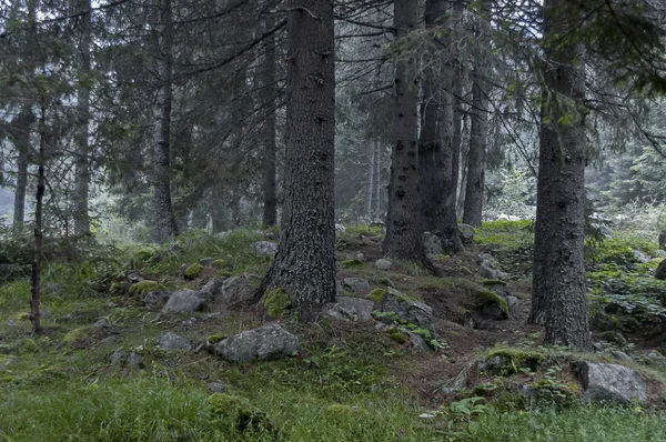 Rain in the forest coniferous in Rila mountain