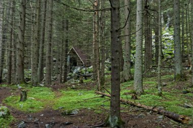 Pitoresk sığınakta yeşil orman iğne yapraklı, Rila Dağı