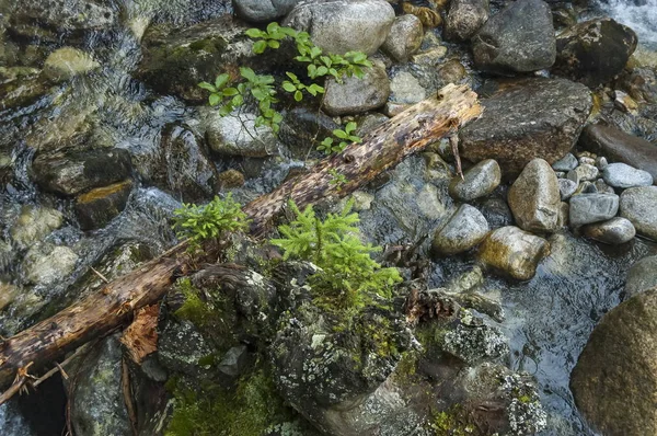 Motion flusso d'acqua offuscata con vecchio tronco e giovane albero nella foresta verde, montagna di Rila — Foto Stock