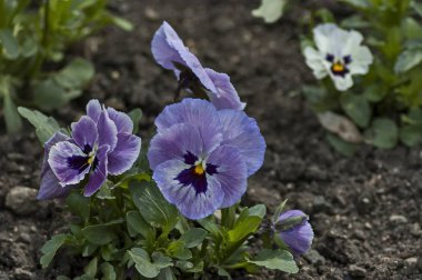 Bahar bahçe çiçek kokulu Hercai Menekşe