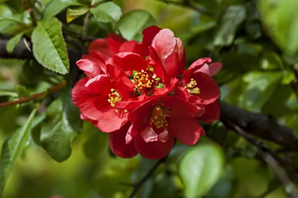 Japanska kvitten eller Chaenomeles speciosa gren - blommande våren — Stockfoto