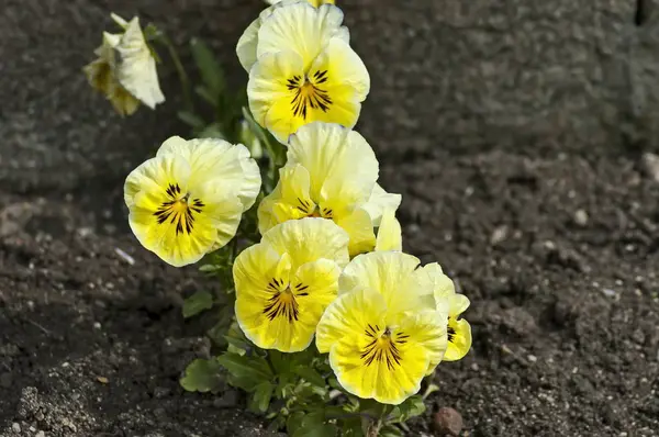Tavaszi kert virágzó illatos árvácskák — Stock Fotó