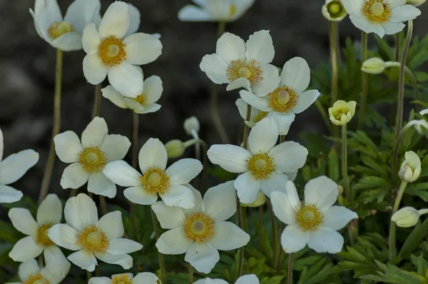 Сонячне світло Білий Гум або прогулянки квітами в саду — стокове фото