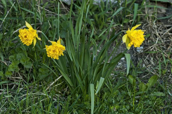 Narcisos ou narcisos amarelos brilhantes em flor no prado — Fotografia de Stock