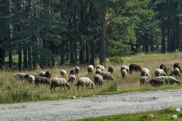 Горный пейзаж и стадо овец в горах Рила — стоковое фото