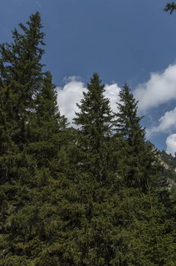 Güneşli dağ iğne yapraklı orman ve Rila Dağı Maliovitza tepe doğru ekolojik yolda glade ile büyümüş