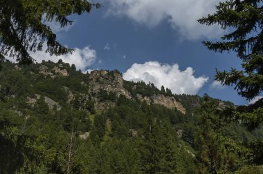 İğne yapraklı orman ve Rila Dağı Maliovitza tepe doğru ekolojik yolda glade ile büyümüş güneşli dağın tepesinde