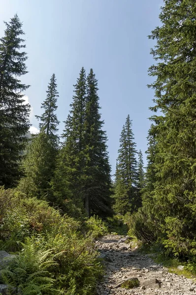 Cima de montaña iluminada por el sol cubierta de bosque de coníferas y claro en el paseo ecológico hacia el pico Maliovitza en la montaña de Rila — Foto de Stock