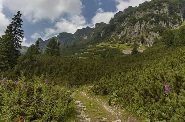 Montaña iluminada por el sol cubierta de bosque de coníferas y claro en el paseo ecológico hacia el pico Maliovitza en la montaña Rila — Foto de Stock