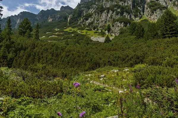 햇볕에 쬐 인 산 침 엽 수 숲 및 glade Rila 산에서 Maliovitza 피크를 향해 생태 도보에 자란 — 스톡 사진