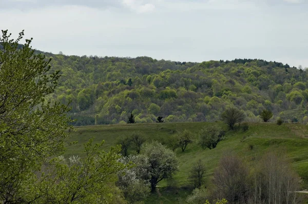 Hermoso paisaje de naturaleza primaveral con claro verde, árboles de flores fragantes y bosque, montaña Plana — Foto de Stock