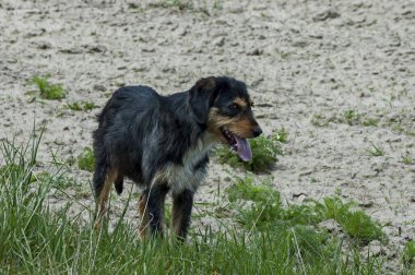 Safkan köpek niteliğine korumak Plana dağ evinde ülke
