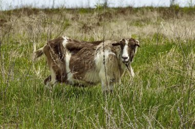 Dağ çayır, dağ Plana renkli keçi portresi