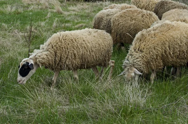 Vue rapprochée du champ printanier et du groupe de moutons blancs, montagne Plana — Photo