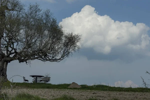 Mesa de picnic y banco en primavera árbol de abedul venerable y glade en el día soleado, Plana montaña —  Fotos de Stock