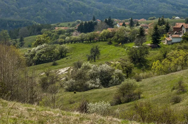 Distrito residencial da aldeia búlgara Plana na floresta e várias árvores com nova folha e flor na primavera, montanha de Plana — Fotografia de Stock