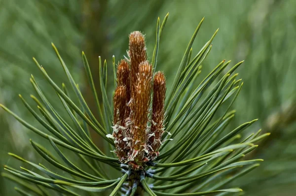 Ramo de pinheiro ou pinus com ponta nova na primavera, montanha Plana — Fotografia de Stock