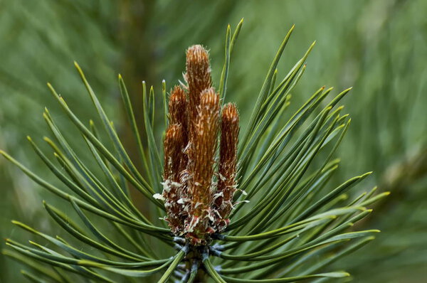Pine or pinus tree branch with new tip in spring, Plana mountain
