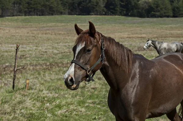 Berglandschap en sporting paarden in lente weide, Plana berg — Stockfoto