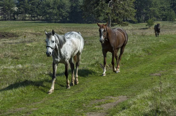 Berglandschap en sporting paarden in lente weide, Plana berg — Stockfoto