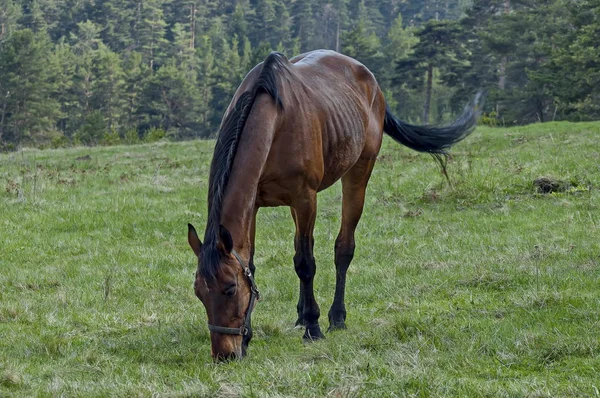 Paisaje de montaña y caballos deportivos en el prado primaveral, Montaña Plana —  Fotos de Stock