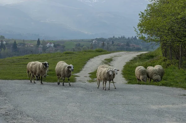 View of springtime field, road and  group white sheep close up, Plana mountain — Stock Photo, Image