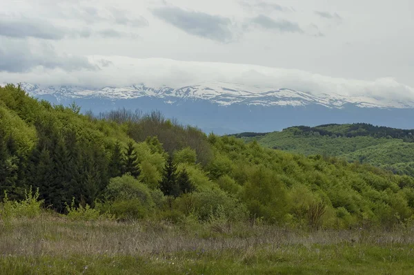 Beau paysage de nature printanière avec clairière verte et forêt à Plana montagne tovard Rila montagne — Photo