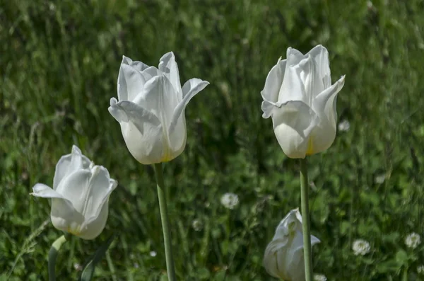 Witte tulp veld close-up in het park — Stockfoto