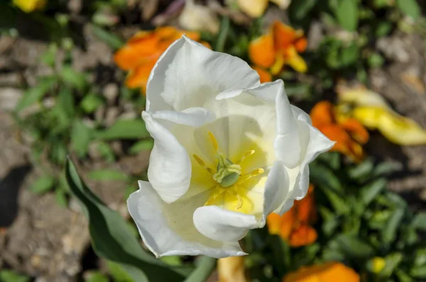 Białego tulipana z bliska w parku — Zdjęcie stockowe
