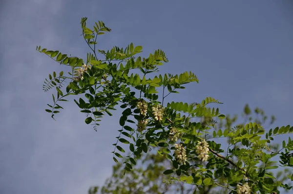 Beautiful white blooming acacia in the  blue sky with white clouds background — Stock Photo, Image